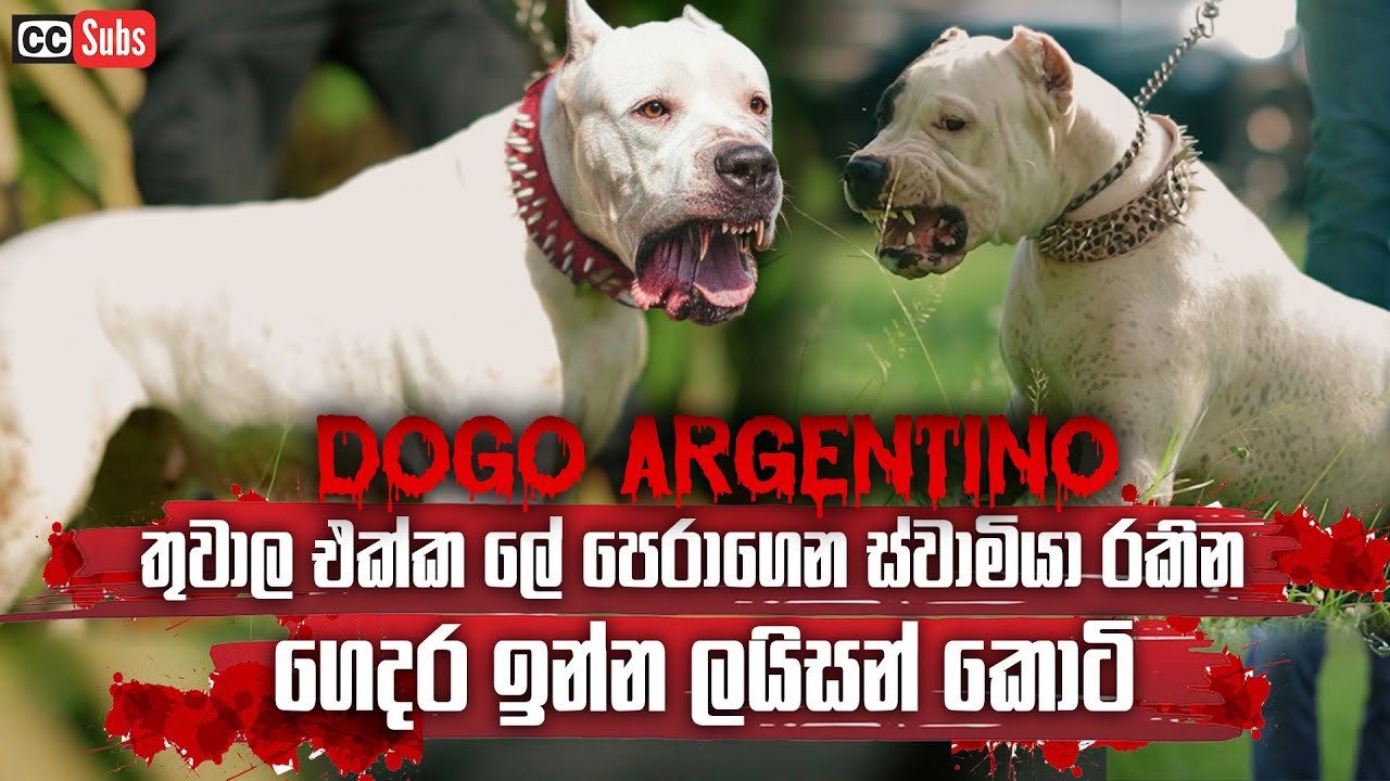 එංගලන්තයේ තහනම් හැබැයි ලංකාවේ පුළුවන් සුදු යක්කු | ගෙදර ඉන්න ලයිසන් කොටි  | Dogo Argentino| Pet Talk