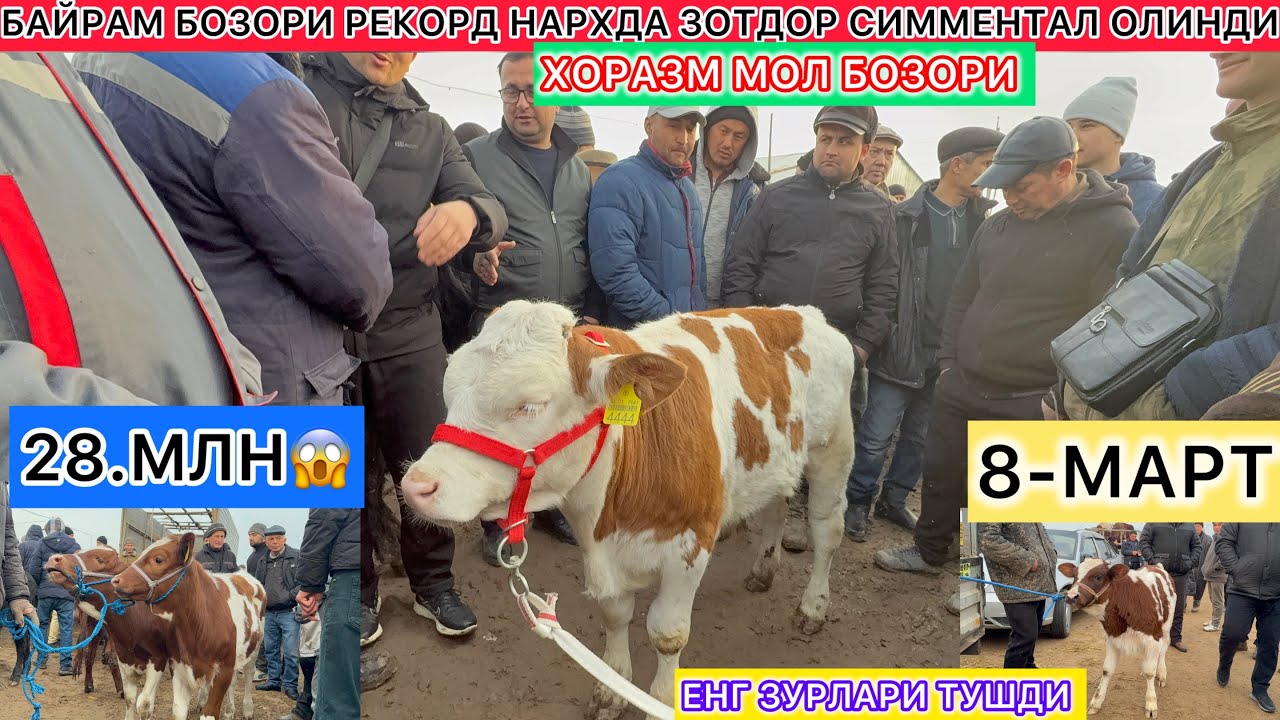 БАЙРАМ БОЗОРИ РЕКОРД НАРХДА ЗОТДОР СИММЕНТАЛ ОЛИНДИ ХОРАЗМ УРГАНЧ ГАЙБУ МОЛ БОЗОРИ 8-Март 2026