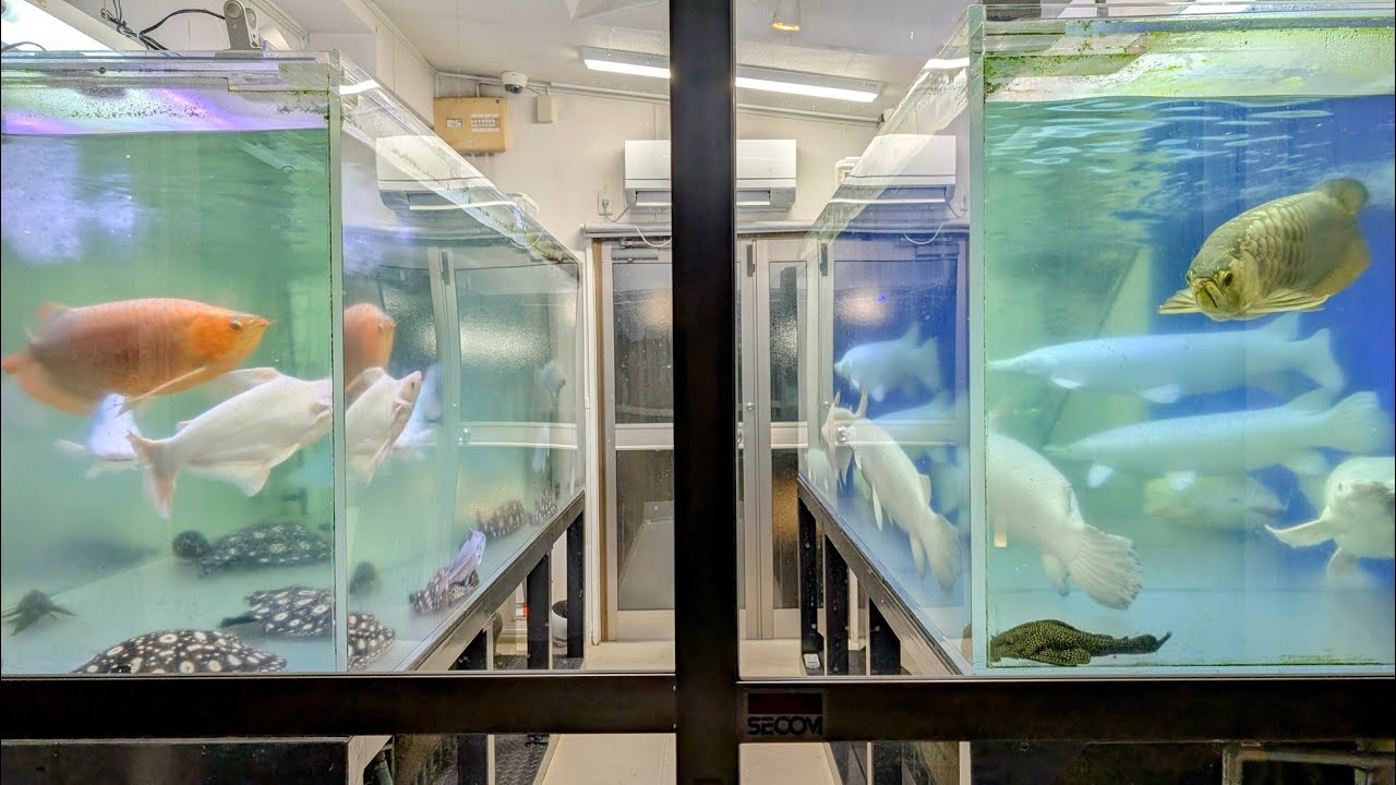 ２台の３メートル水槽でプラチナアリゲーターガーを中心にアロワナ･エイ･ナマズをひたすら飼い込まれている熱帯魚オタクの先生の水槽部屋に潜入！神々しいプラチナアリゲーターガー！そして愛車も登場です！