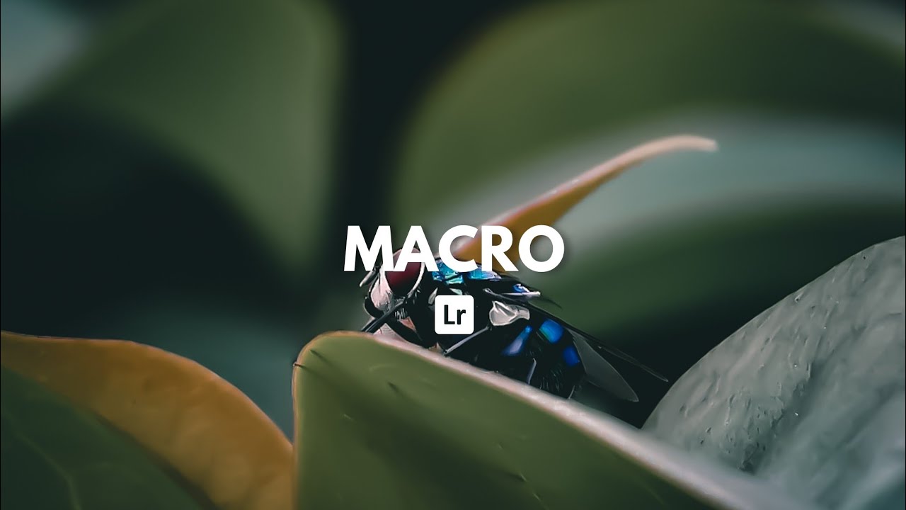 Macro Preset | Free Lightroom Preset | Free Dng File Download | Deep Moody Tone