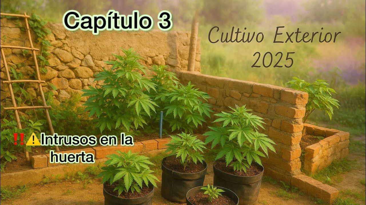 Cap 3 CULTIVO EXTERIOR 2025 traspl&aacute;ntanos pineapple larry og revegetacion LST y prevenci&oacute;n plagas
