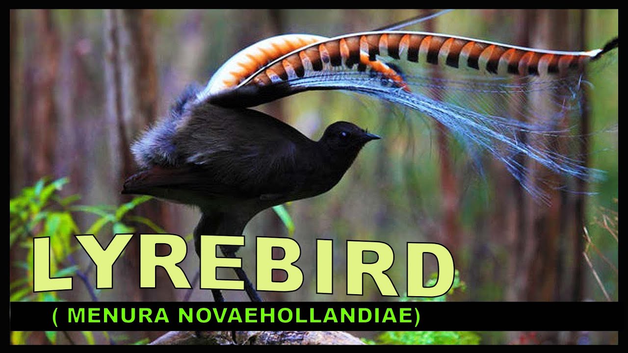 CANTO FORTE DO PASSARO LIRA SOBERBA OU LYREBIRD