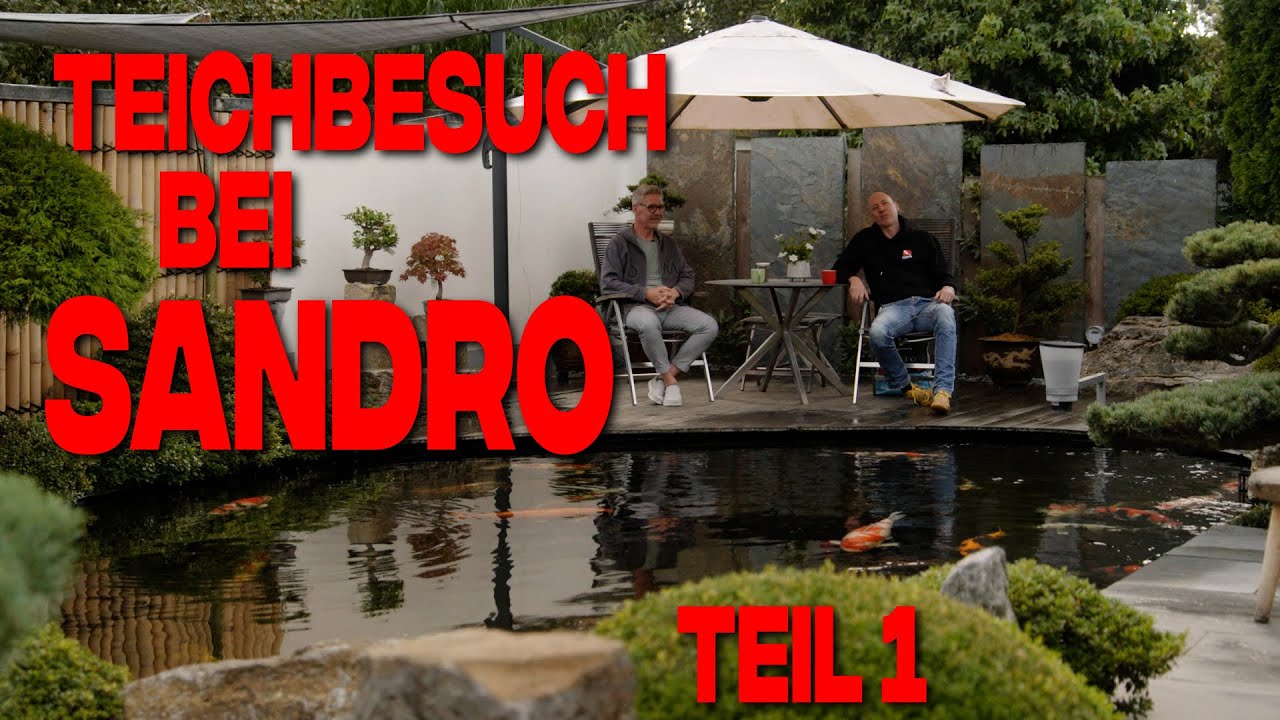 Teichbesuch bei Sandro 💯 - Er füttert aus der Hand! - Teil 1 - Dainichi Europe Koi