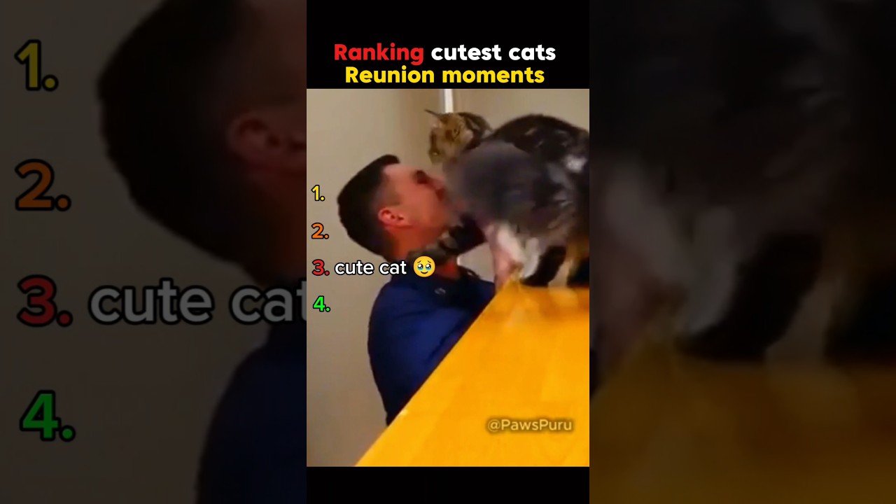 Top Cat Reunion Moments That Made Me Cry 😭🐾 #shorts