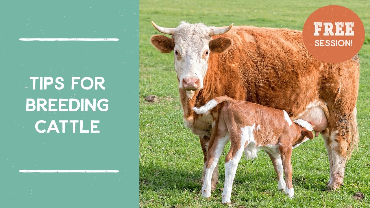 Tips for Cattle Breeding | Salad Bar Beef | Joel Salatin's Farm Like a Lunatic