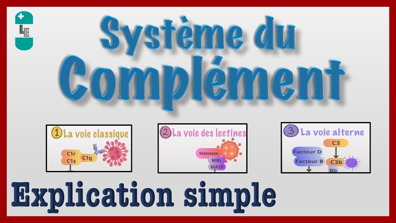 LE SYST&Egrave;ME DU COMPL&Eacute;MENT - Explication simple, CAM, Convertase, Immunologie
