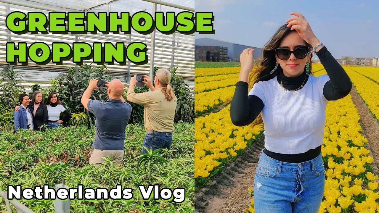 Visiting Aroid Exclusive Greenhouses in Holland | Plants, Tulips Fields, Netherlands Vlog PT2