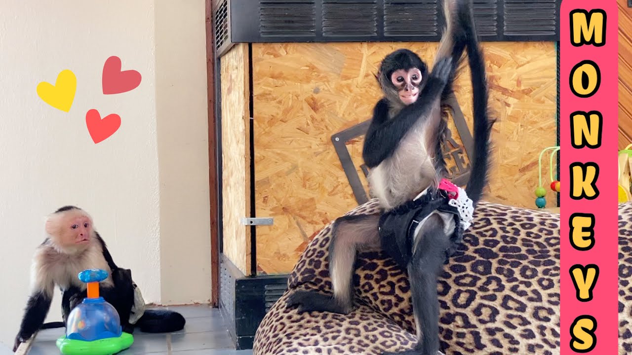Capuchin Monkey plays with SPIDER MONKEY!!