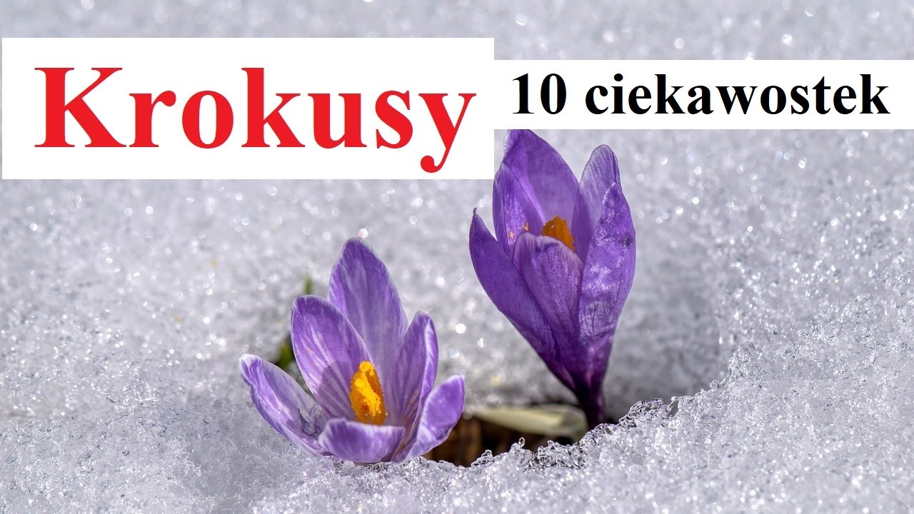 Krokusy - 10 ciekawostek