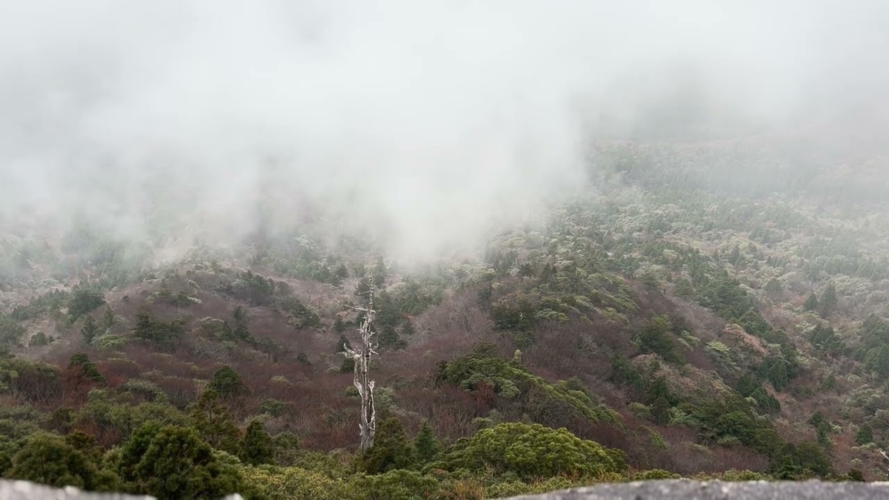 20260116 Yakushima 