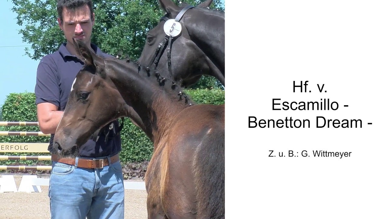 Hf v Escamillo x Benetton Dream 2020