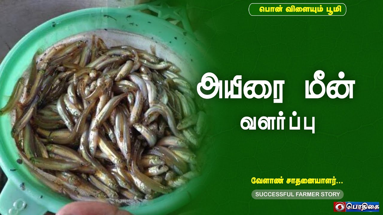அயிரை மீன் வளர்ப்பு  | Successful Farmer Story | 31-07-2023