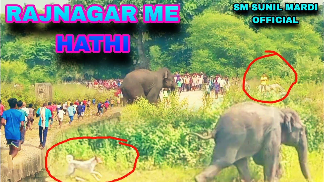RAJNAGAR ME HATHI//NEW SANTALI VLOGS VIDEO 2022//SM SUNIL MARDI OFFICIAL#viral #videos #short#vlogs
