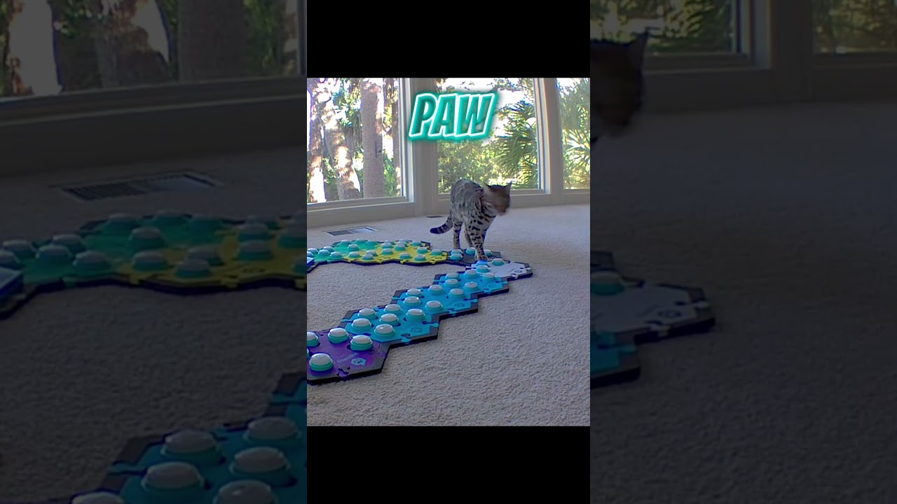 You'll never believe what my talking cat told me about her paw!