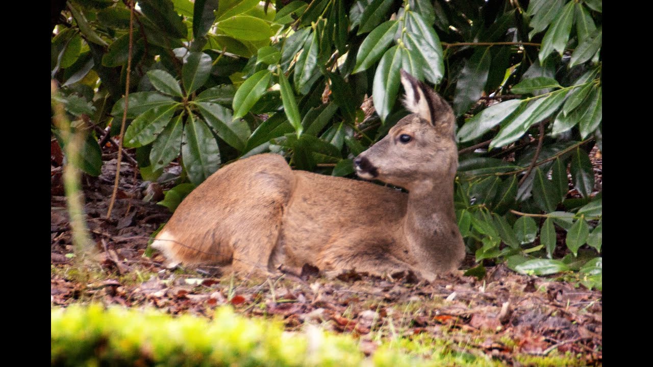 Rehe, Wildtiere im Garten, Feb. 2016 Fasan, Rehwild