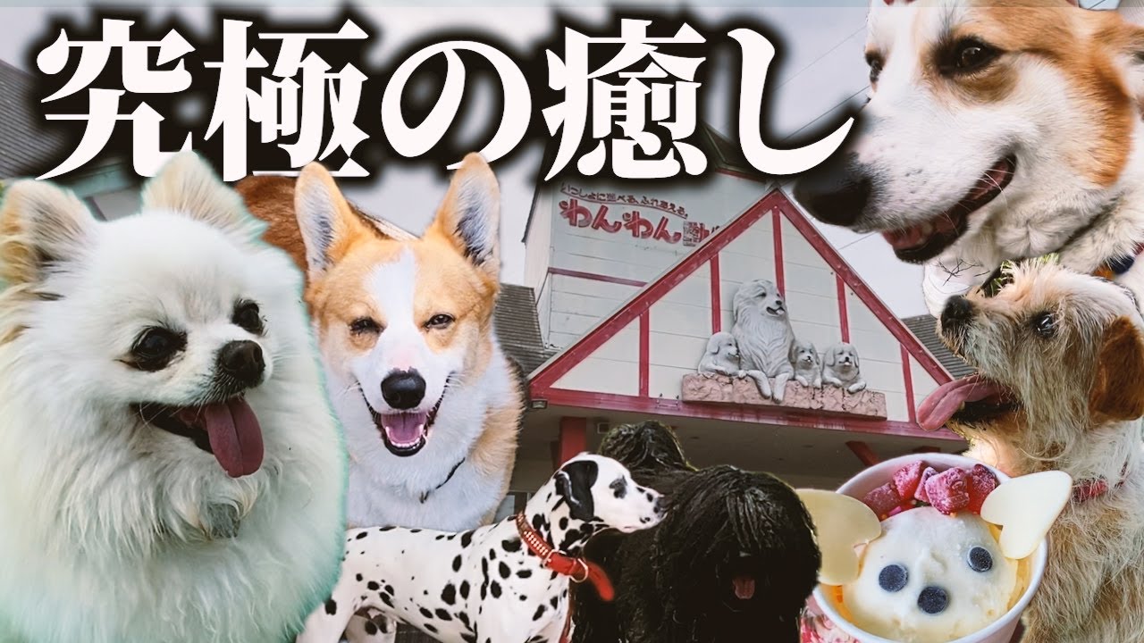 【もふもふ空間】ワンさんたちに癒されて疲れも吹っ飛ぶわんわん動物園が最高すぎた