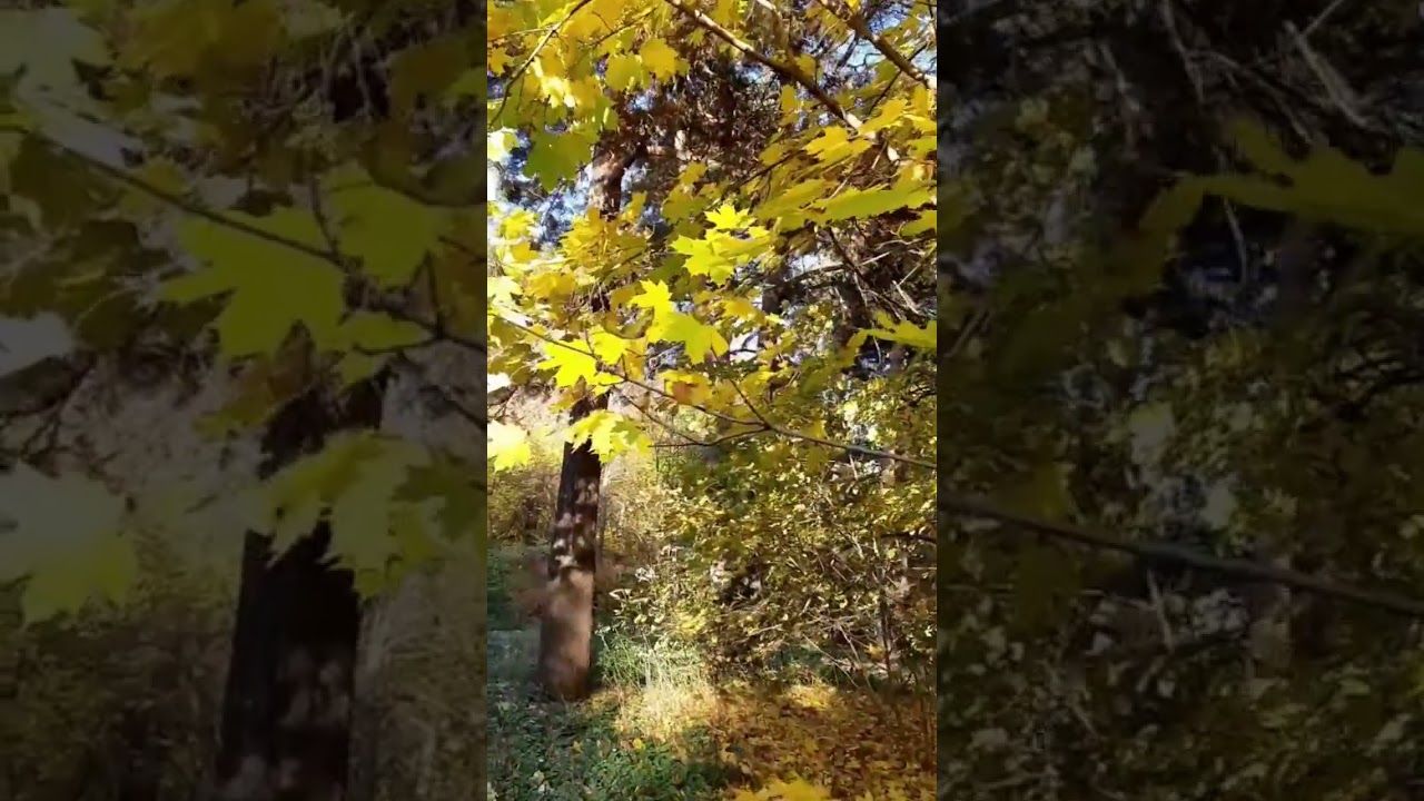 В душе моѐй, ещё поют свирѐли ful chorts  2026 г