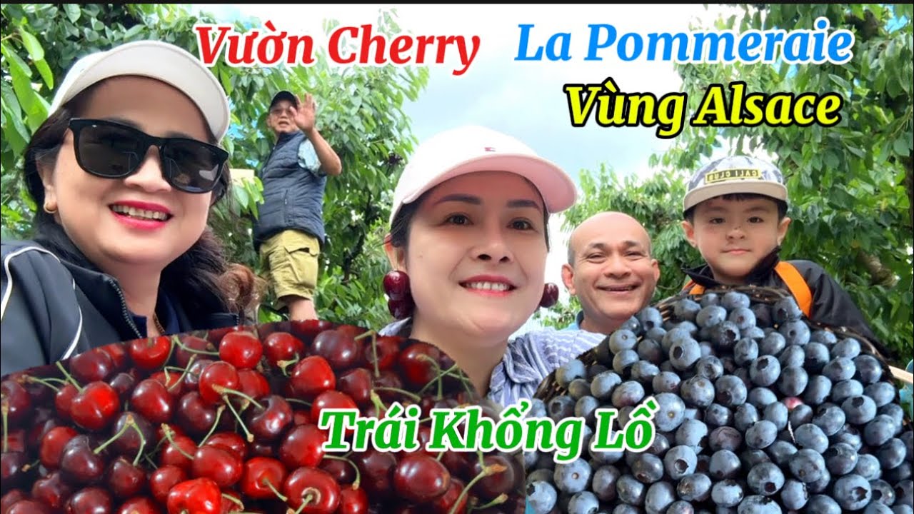 Vườn Cherry La Pommeraie Vùng Alsace - Trái Cerise Siêu To Khổng Lồ - Vườn Có Nhiều Loại Trái Cây