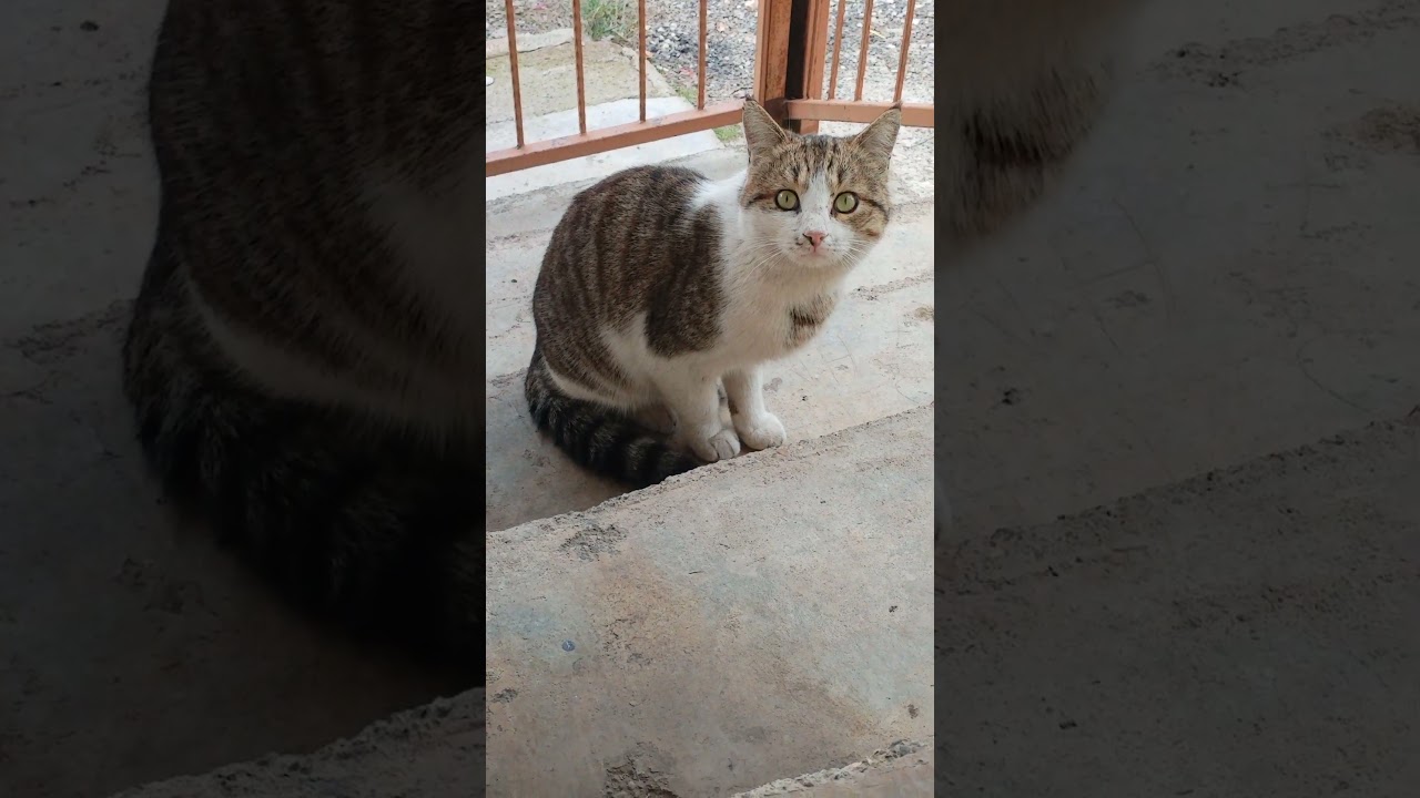 Foreign cat #youtubeshorts #cattime #catkittenanimal