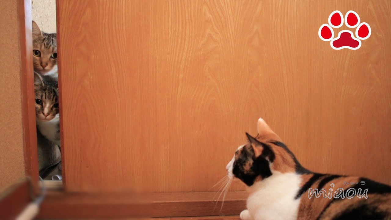 Котенок тоже, как кошка