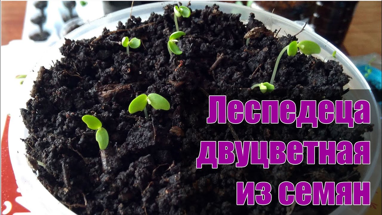 Леспедеца двуцветная семенами