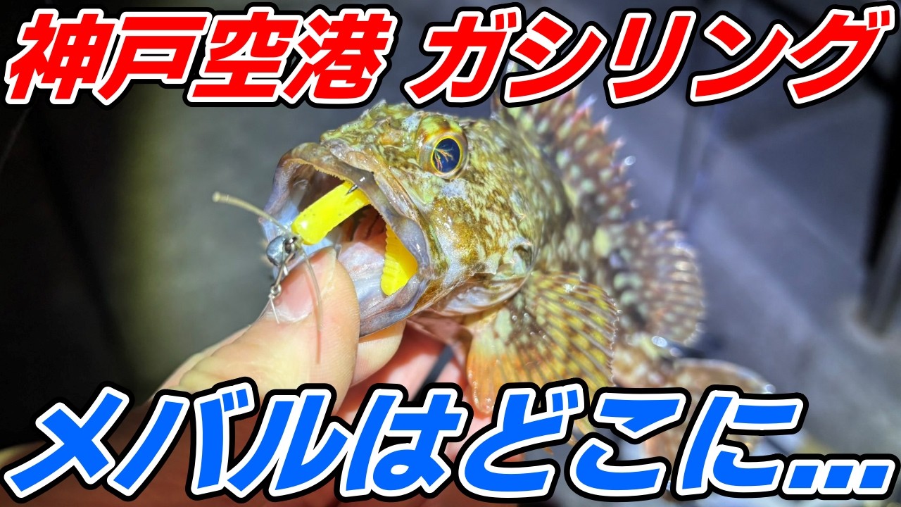 【神戸空港】メバリング？いえガシリングです...でも真冬でも相手をしてくれるガッシーは癒し！