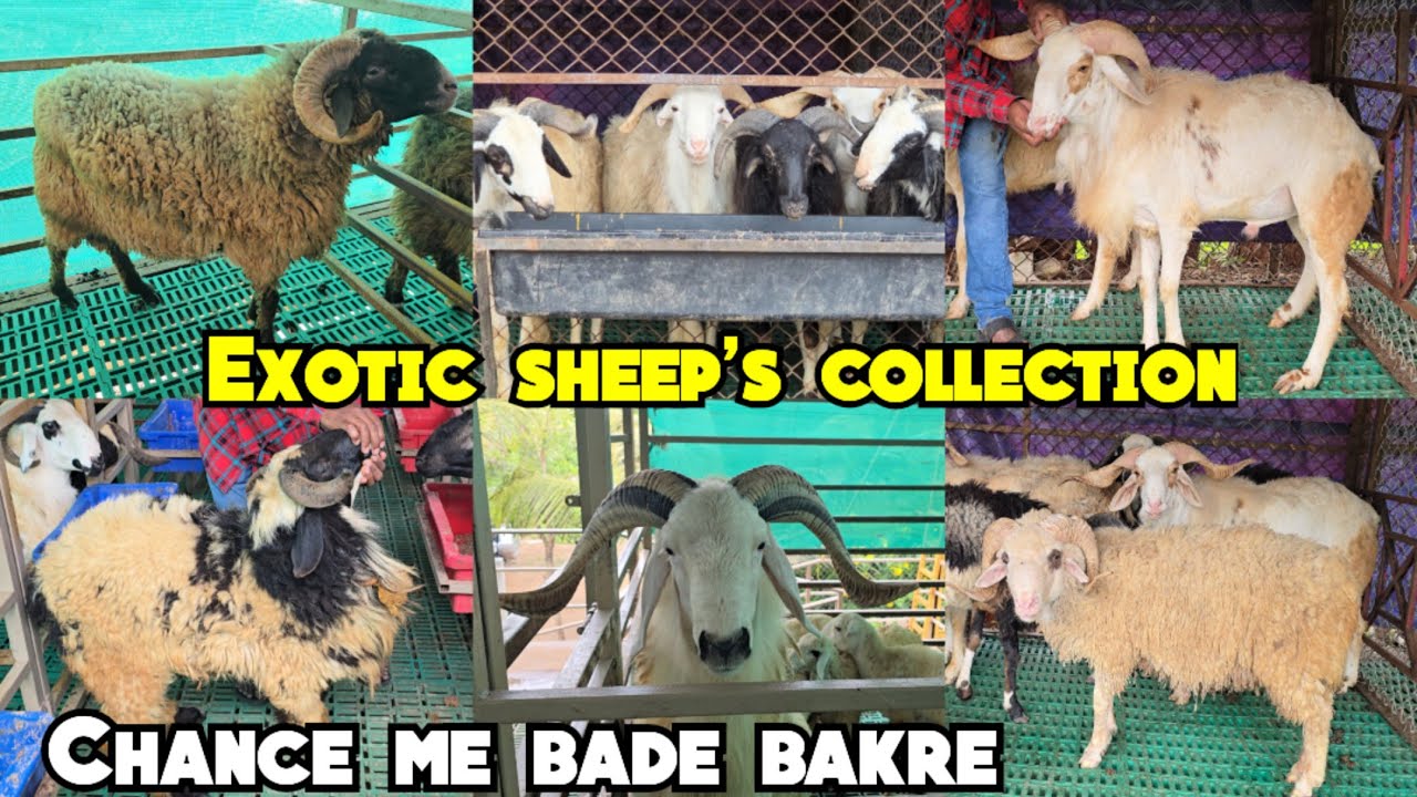 Exotic sheep's collection available in Hyderabad moinabad | heavyweight ameengadh macherla & more