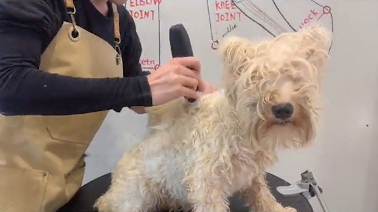 White Schnauzer Puppy Grooming,  Cute Schnauzer Dog Grooming - Puppy Groomy