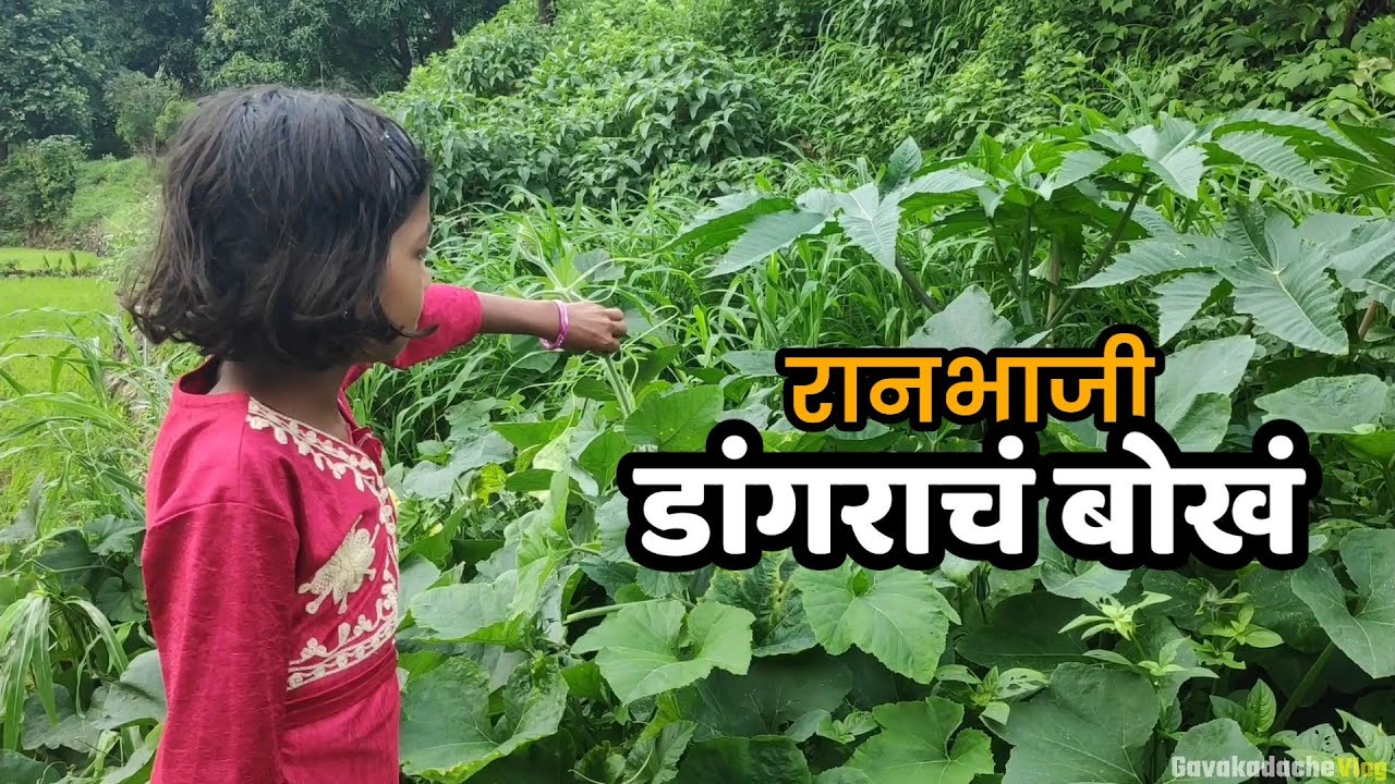 रानभाजी - डांगराचं बोखं | Ranbhaji | Gavakadache Vlog