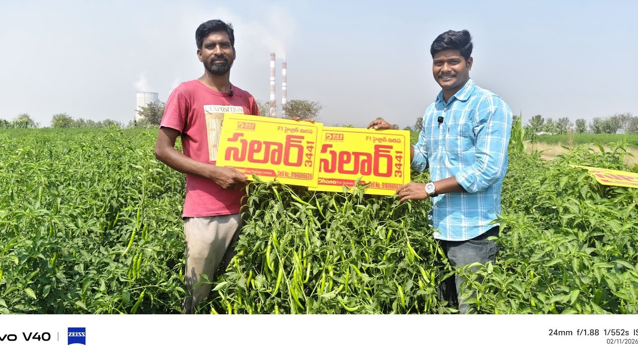 అధిక దిగుబడి కి అద్భుతమైన నాణ్యతకు సలార్ 3441 అని చెప్తున్నా రైతు