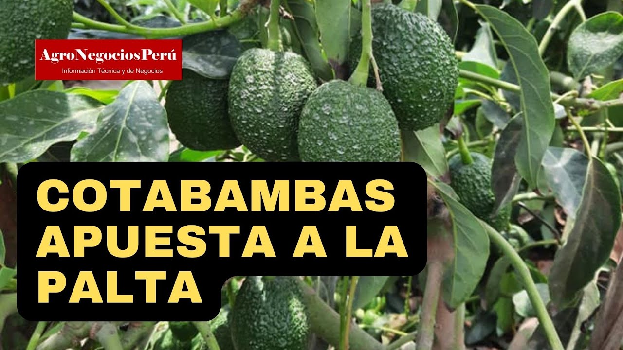 Distrito de Cotabambas apuesta al &eacute;xito con el cultivo de paltos