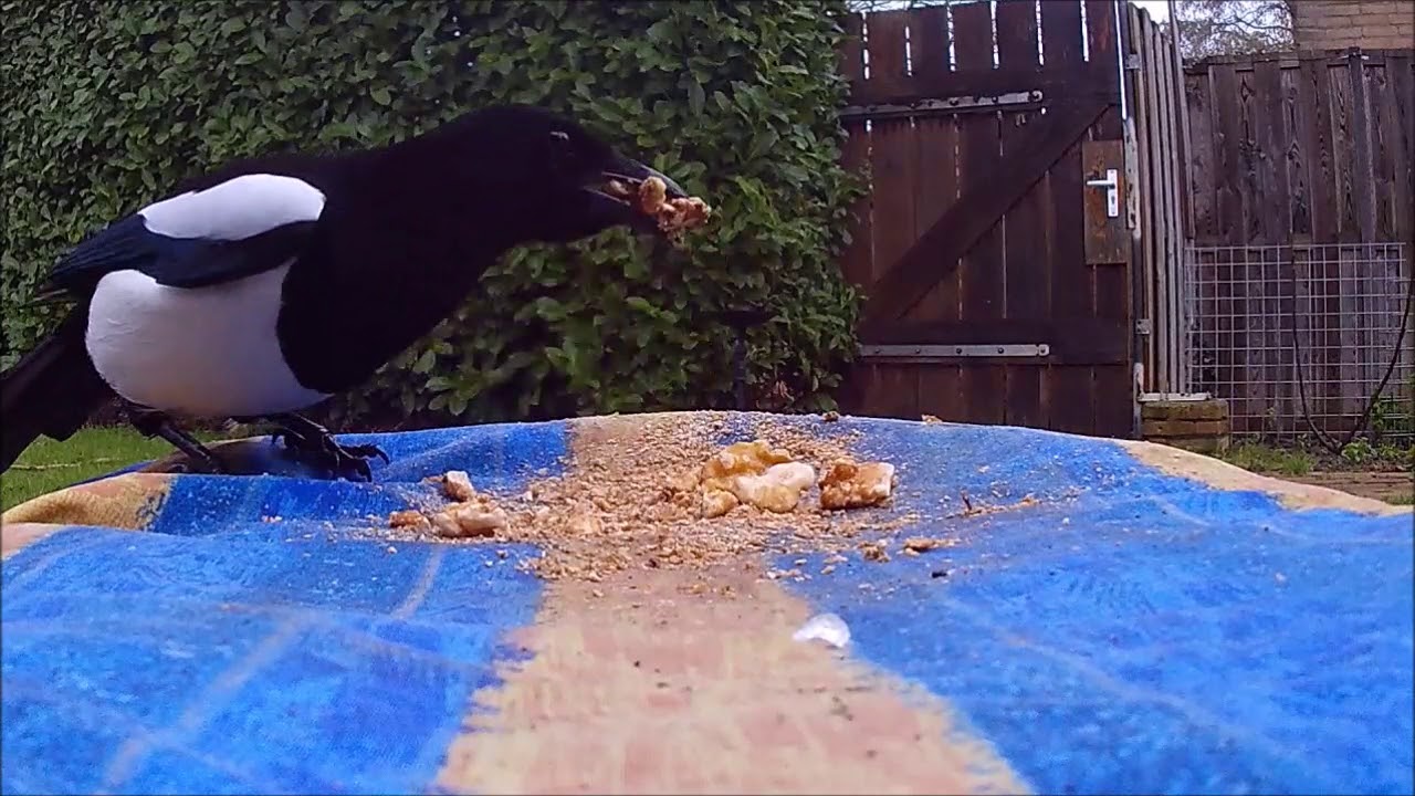 vogels voeren