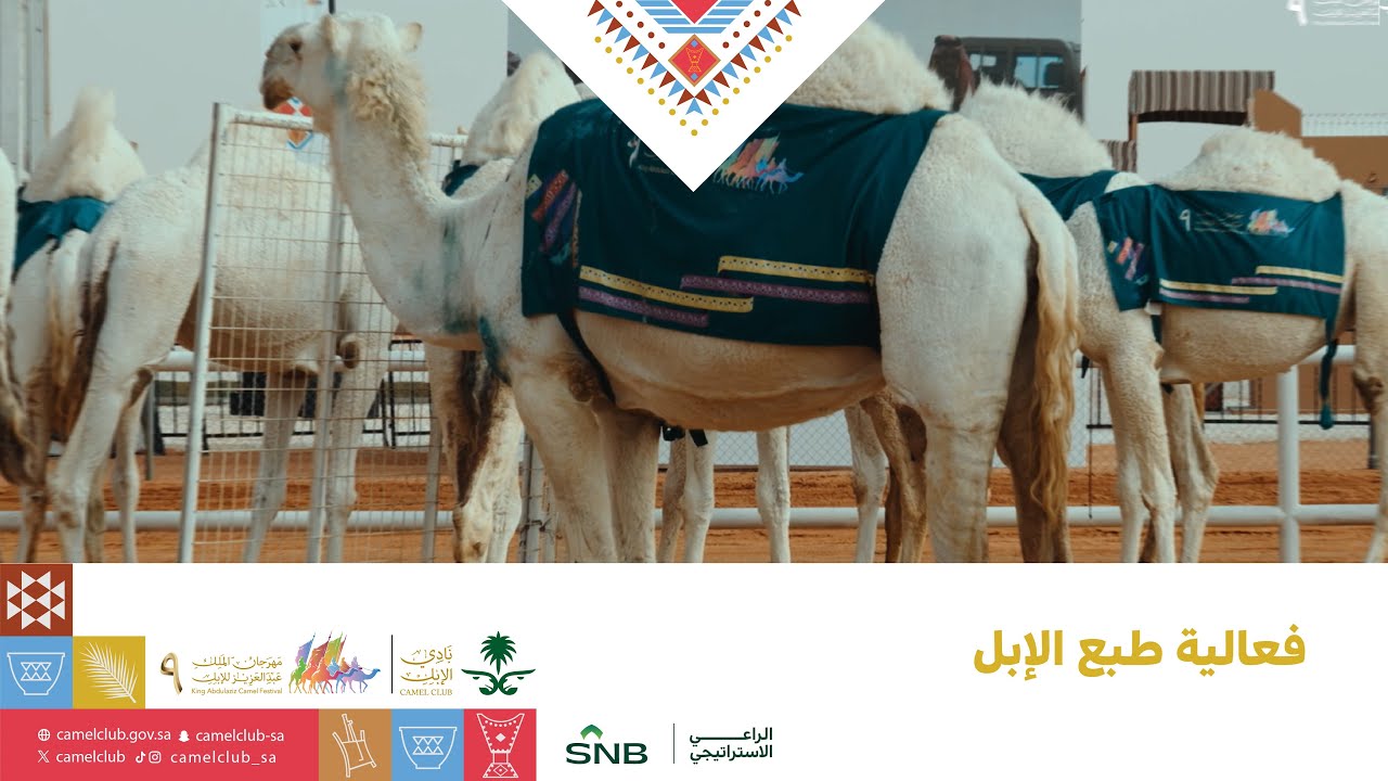 فعالية طبع الإبل | #مهرجان_الملك_عبدالعزيز_للإبل9
