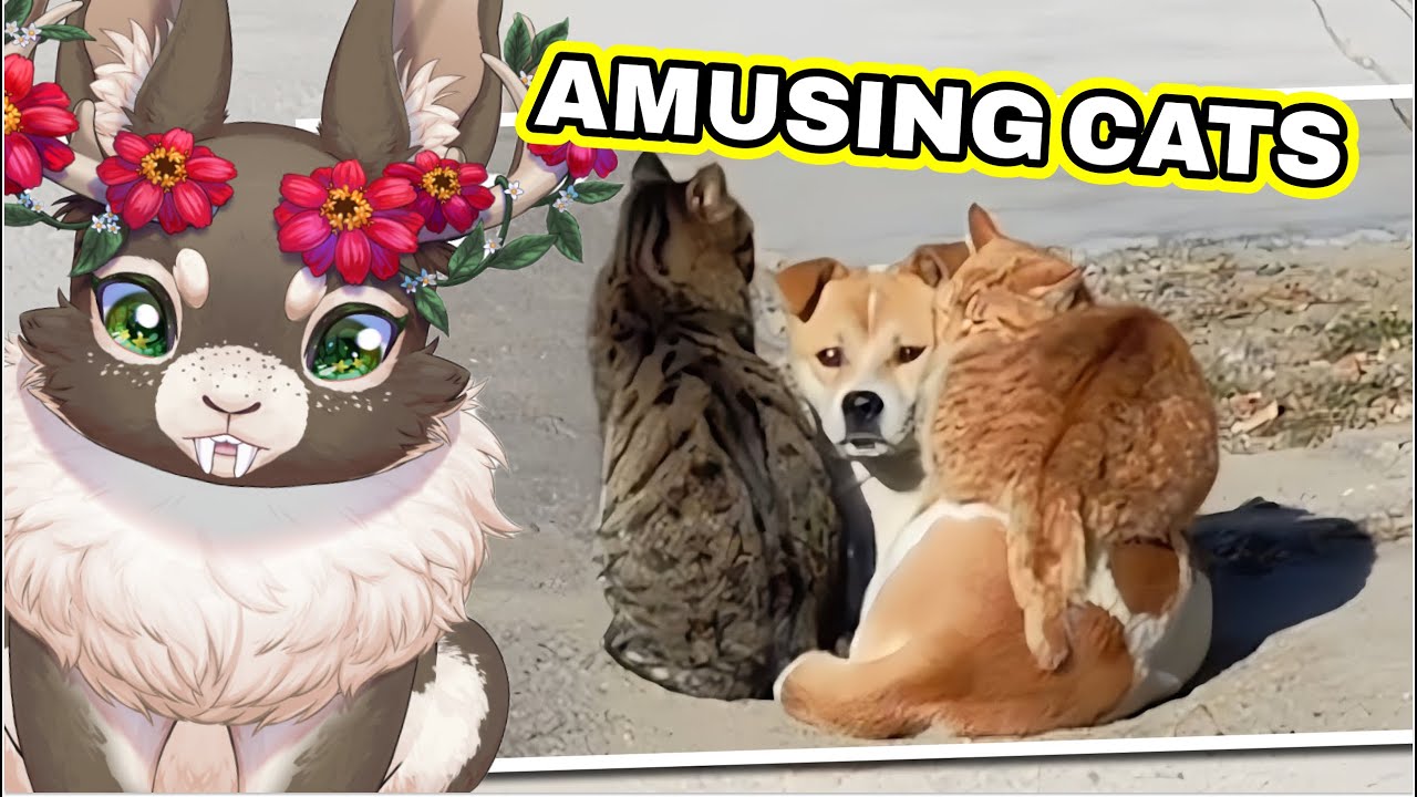 Hoshi Reacts to Amusing Cats