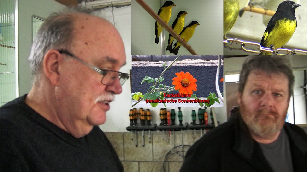 #vogelzucht,Besuch bei Hans-Joachim Rein.Schwarzbrust-Gelbbauch-Schwarzzeisig,Kapuzen-Yarellzeisig.