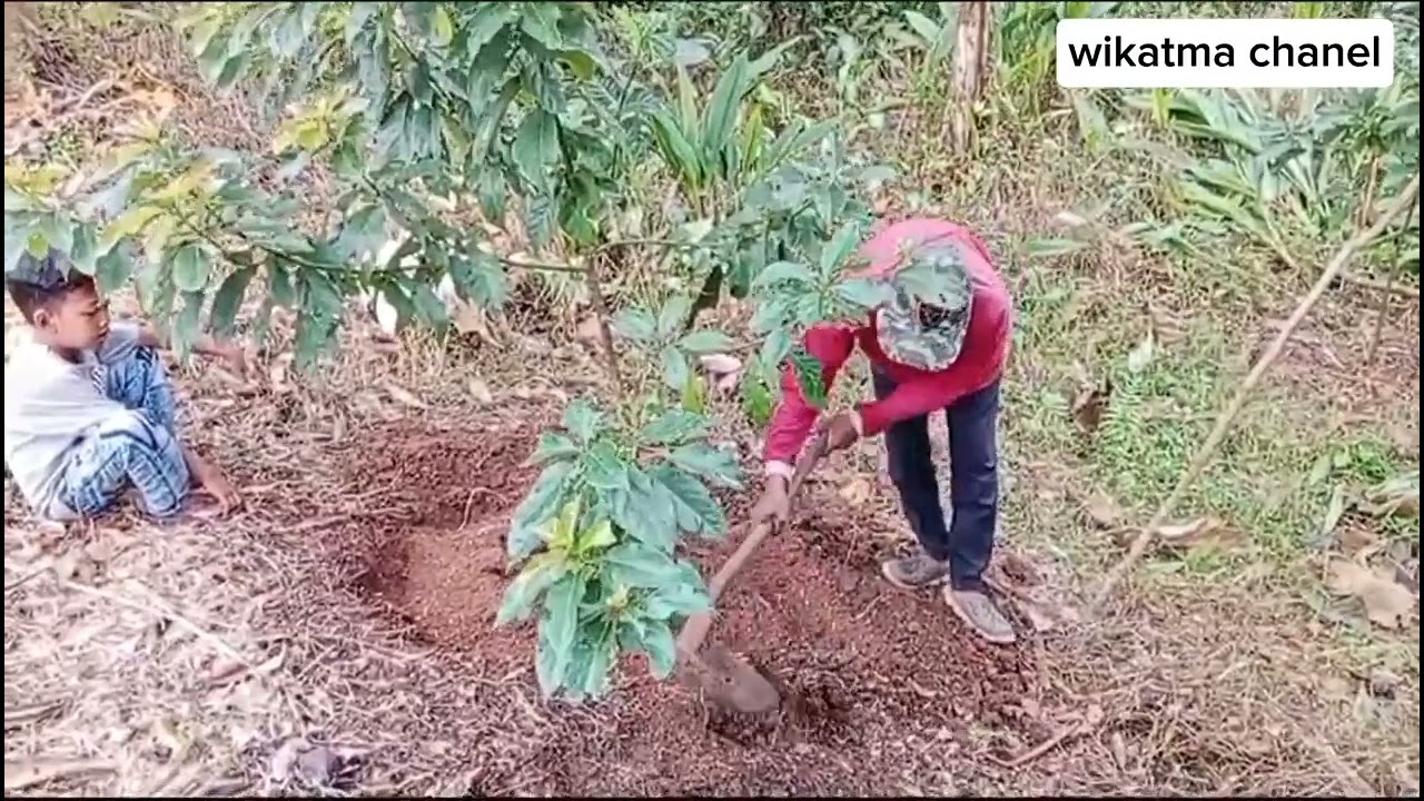 PEMUPUKAN  POHON ALPUKAT AGAR CEPAT TUMBUH MAKSIMAL DAN BERBUAH