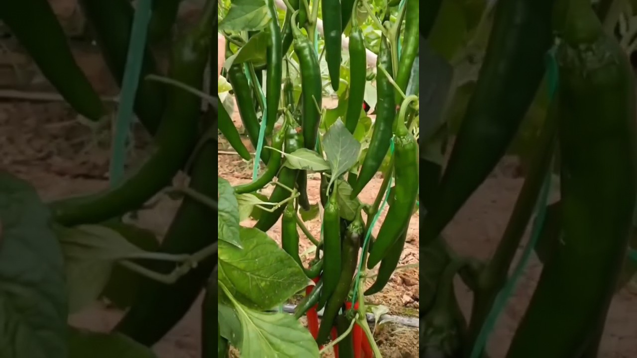 Budidaya cabe merah besar
