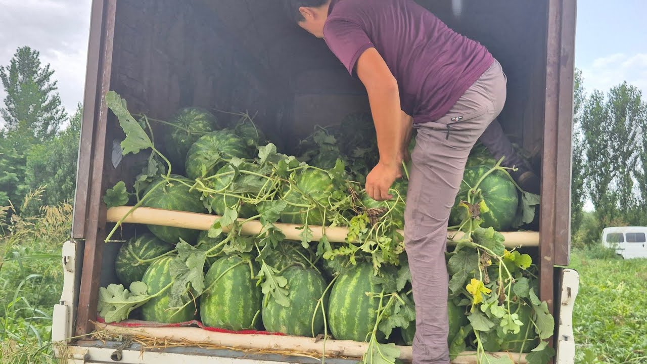 №18 🍉 Тарвуз финиш #Tarvuz  #finish #agriculture  #grizman