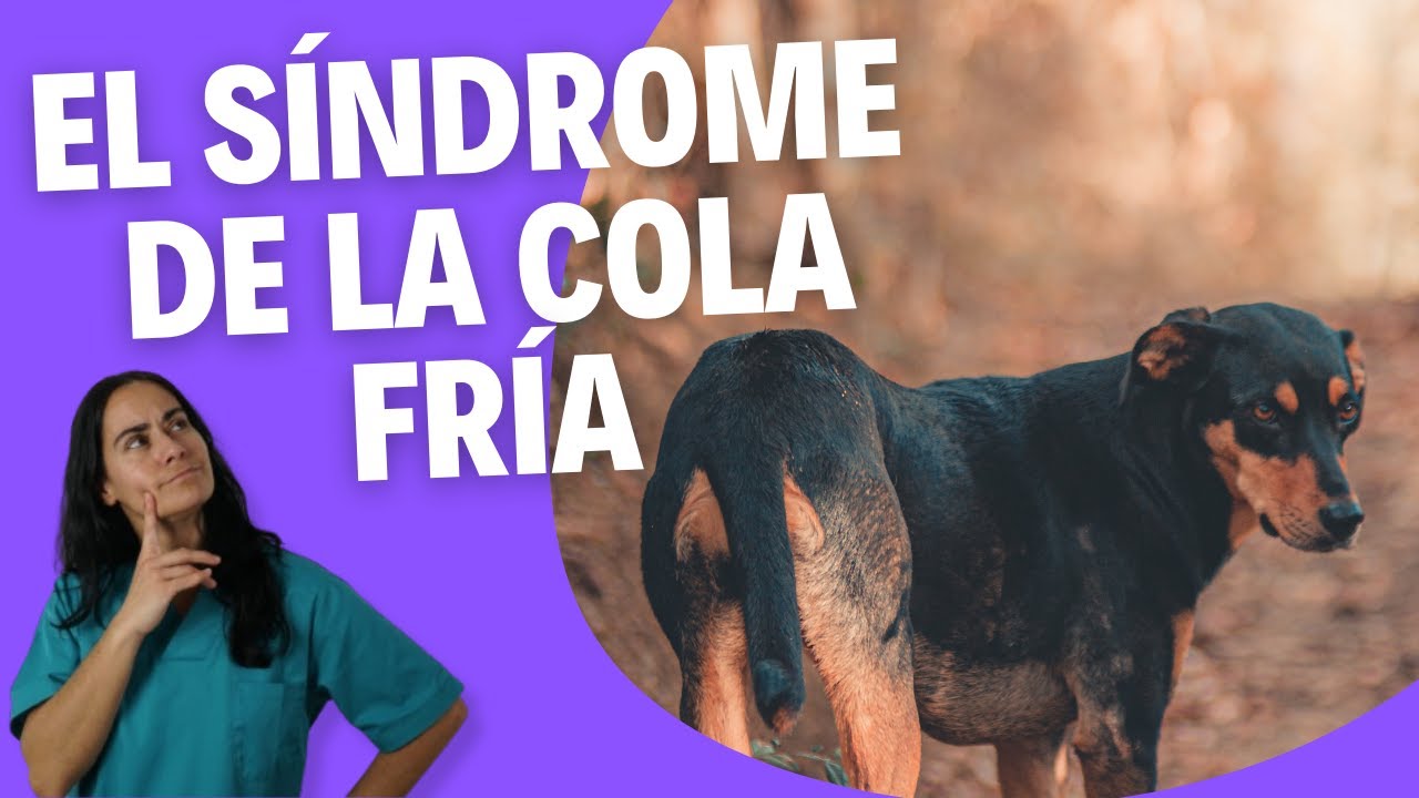🐕 ¿Tu Perro NO MUEVE o le DUELE la COLA? 🚨 🐕 Cómo Identificar y Tratar el SÍNDROME de la COLA FRÍA 🐾