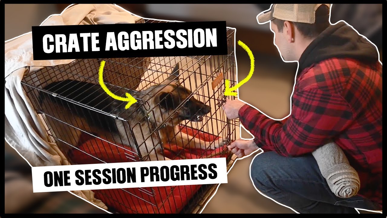 Crate Aggression: One Session Progress!