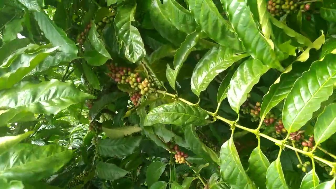 100 Acre Coffee Farm for Sale in Buwama, Bunjako, Mpigi District