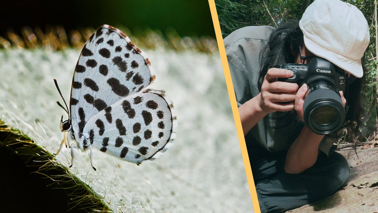 跟着微距攝影師去森林裡拍昆蟲   Insect macro photography
