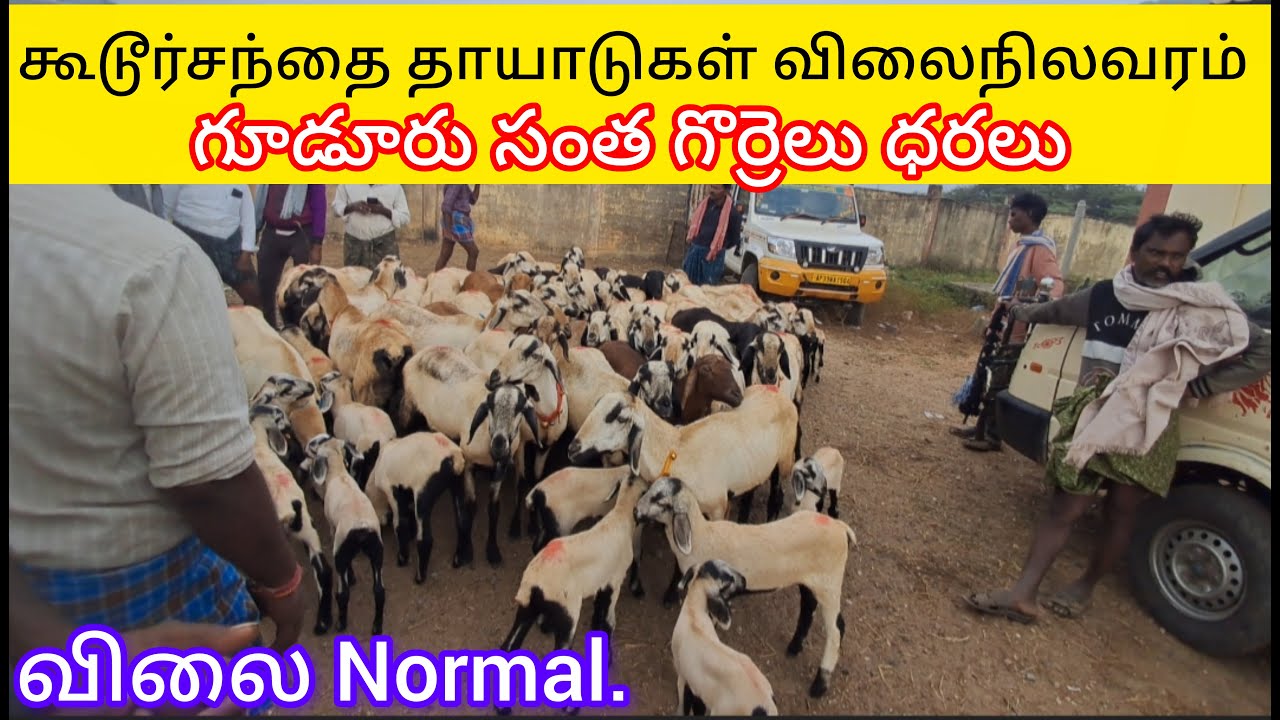 விலை பரவாயில்லை.கூடூர் சந்தை தாயாடுகள். గూడూరు సంత గొర్రెలు ధరలు.Gudur market.#sheep #goat #gudur