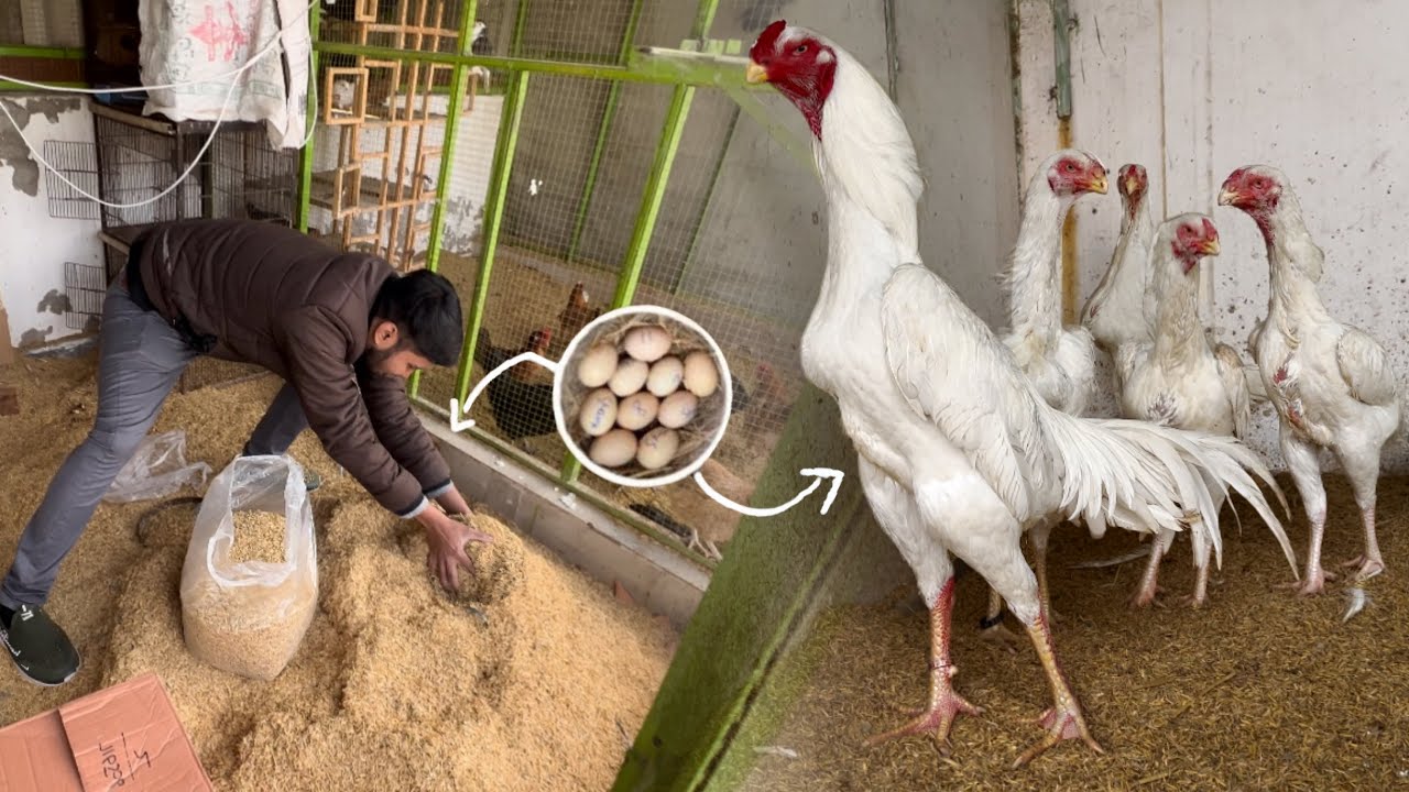 Zakriya bhai White King shamo k chicks legye, New Eggs Bhi agaye Hen Hatching chicks At Home ( Hsn )