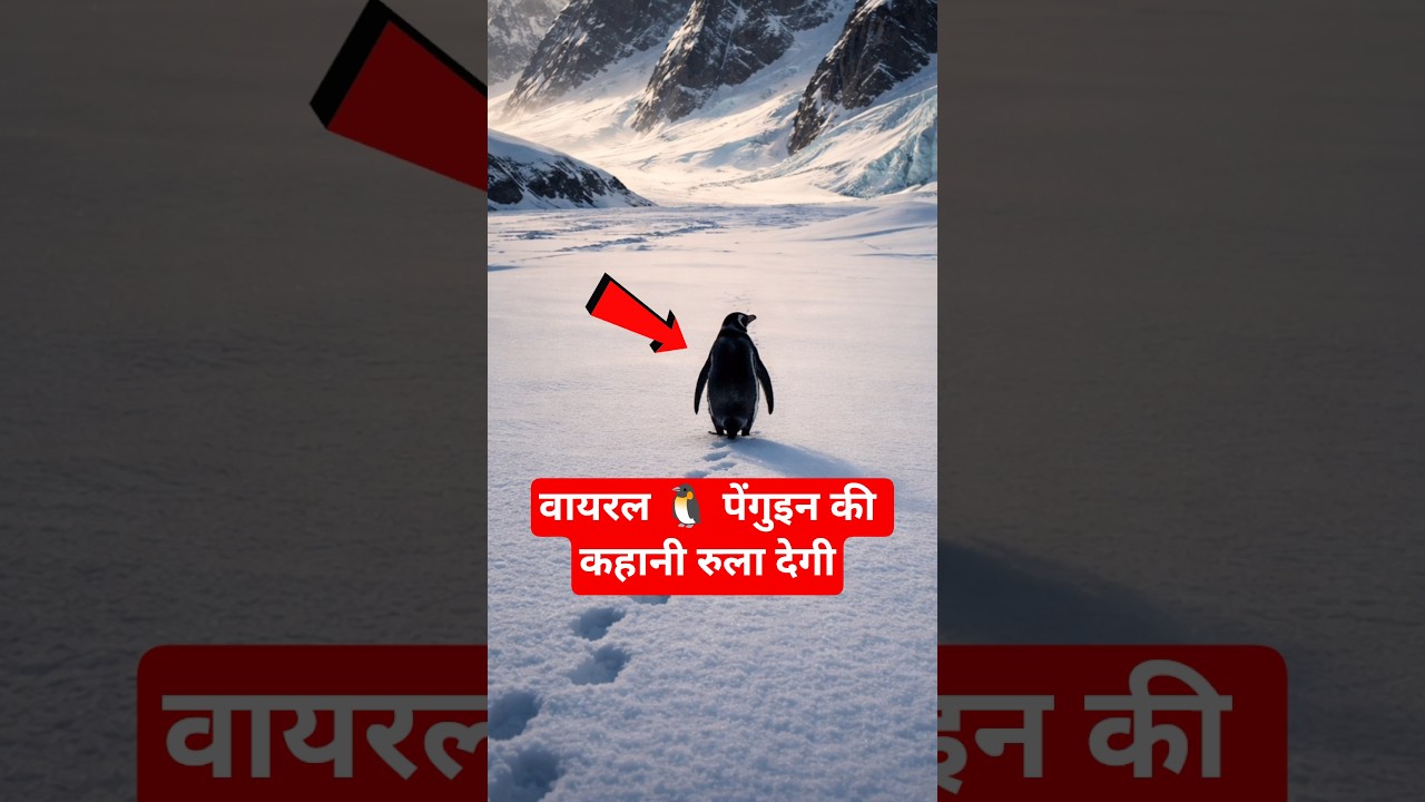 viral penguin 🐧 story 
