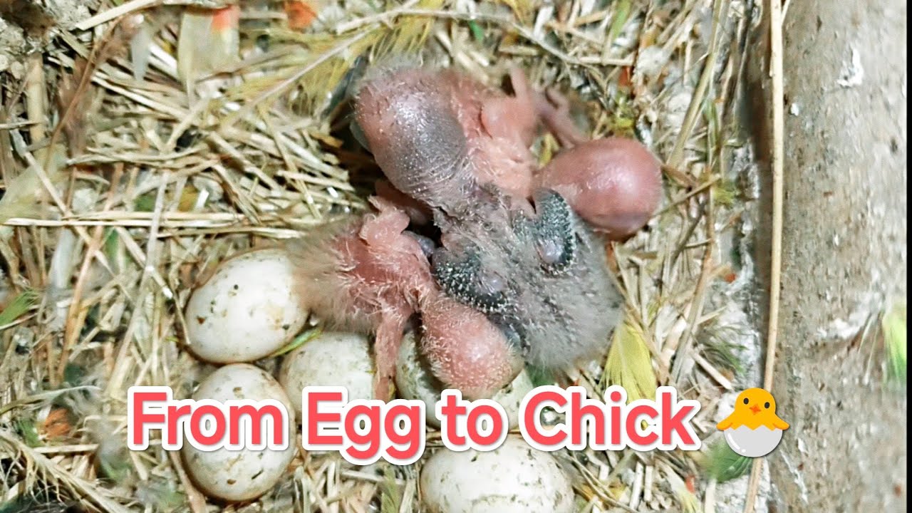 From the first egg to the eighth 🥚 and one, two, Vom ersten Ei bis zum achten 🥚 und eins, zwei