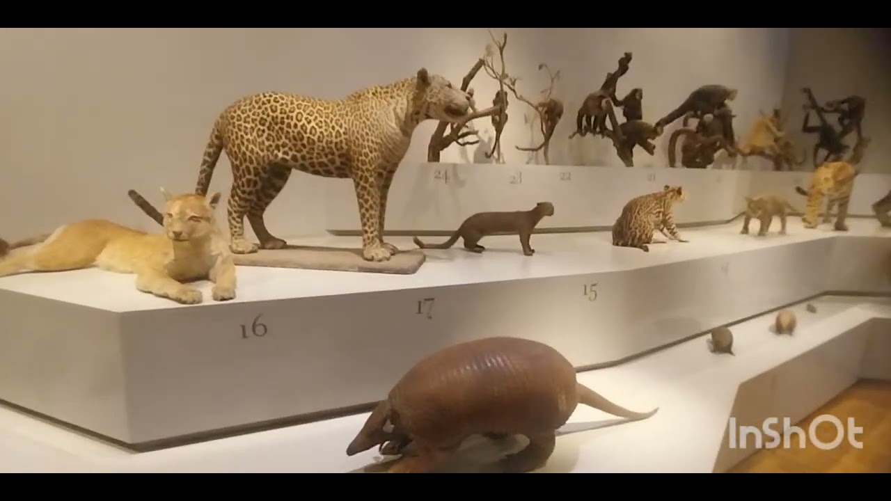 Museu de Zoologia da USP