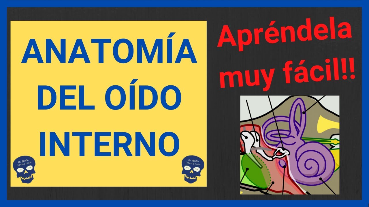 OÍDO ANATOMÍA 👂 (Oído interno)