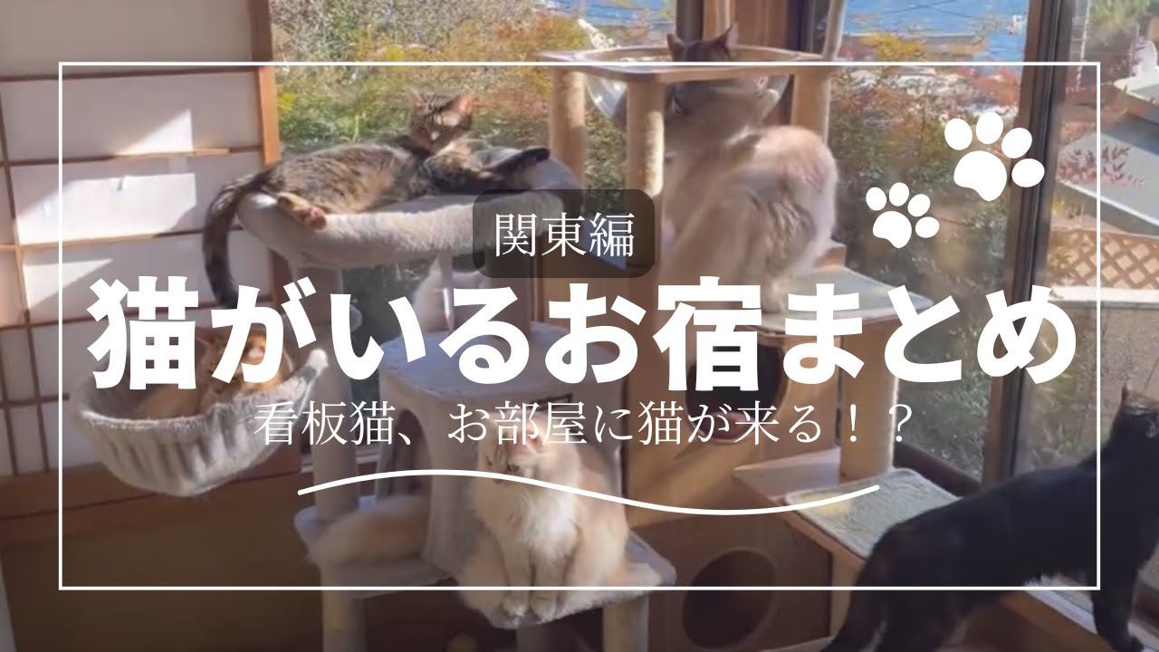 【猫がいる関東のお宿まとめ】看板猫、お部屋に猫が来るかも！？モフりたい人必見（おひとり様OKな宿もあり）　＃猫