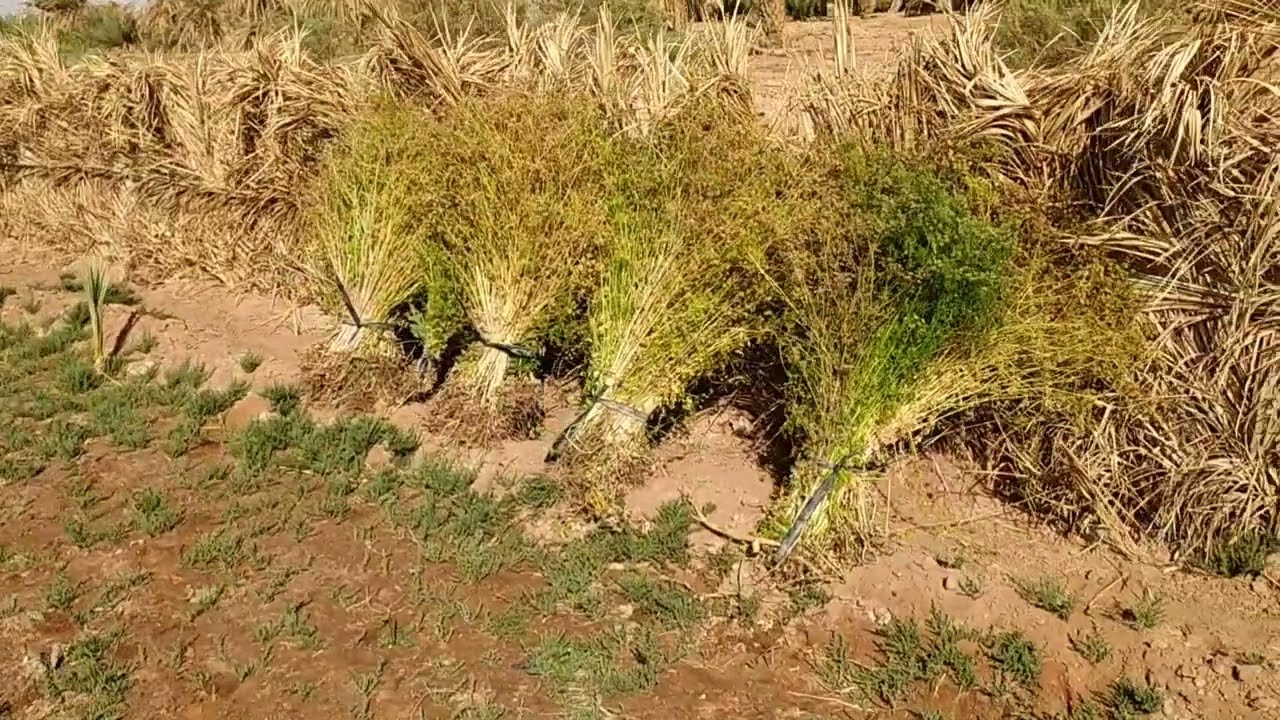 متى وكيف نحصد بذور القصبرة؟ تجربة من الحقل 🌾